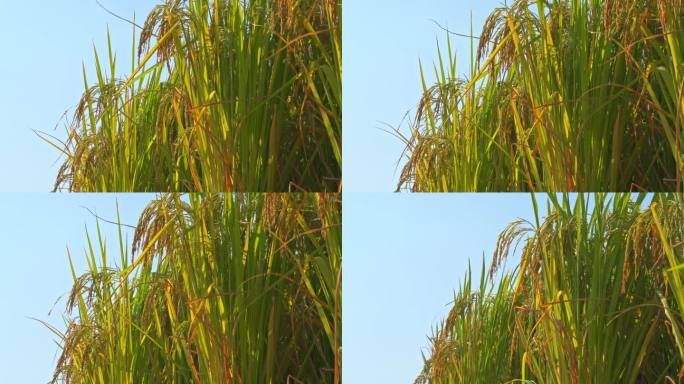 秋天成熟的金黄色水稻和稻穗特写