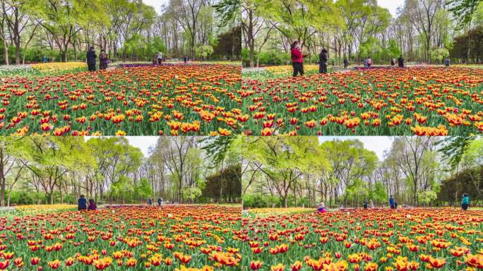 青岛植物园延时4K