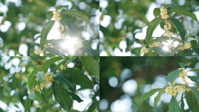 唯美桂花写意意境空镜逆光桂花树