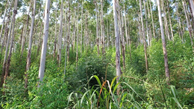 风吹树林小树林森林快速林树木摇曳风吹摇摆