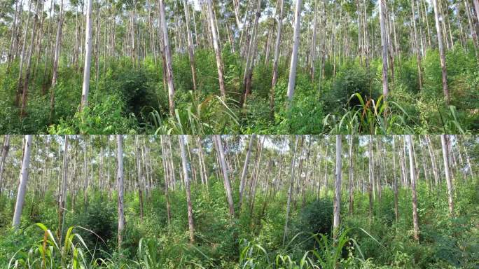风吹树林小树林森林快速林树木摇曳风吹摇摆