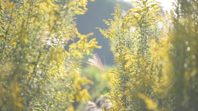 秋天外来物种加拿大一枝黄花开花实拍原素材