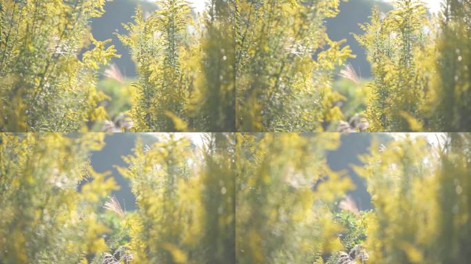 秋天外来物种加拿大一枝黄花开花实拍原素材
