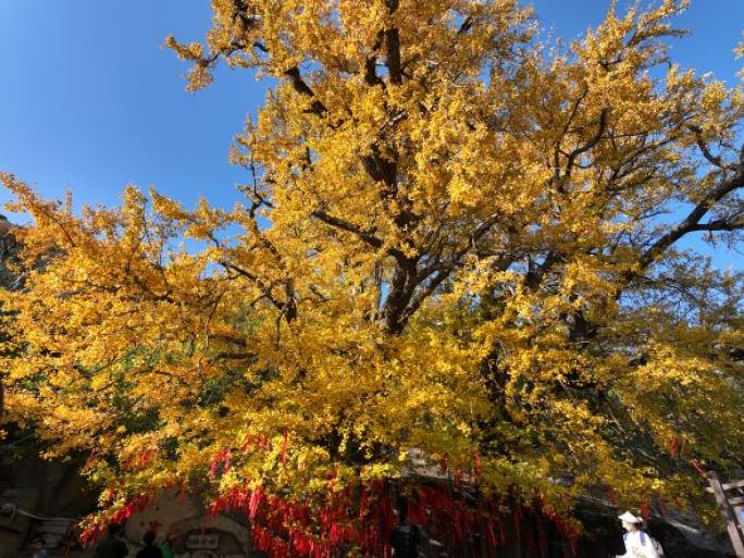 青岛崂山明霞洞银杏树