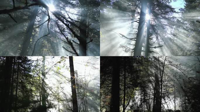 森林晨雾树林唯美天然氧吧