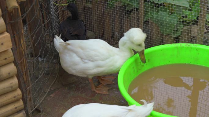 农场饲养的白色羽毛王冠鹅