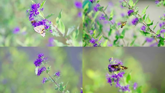 蛾子、蜜蜂与蝴蝶
