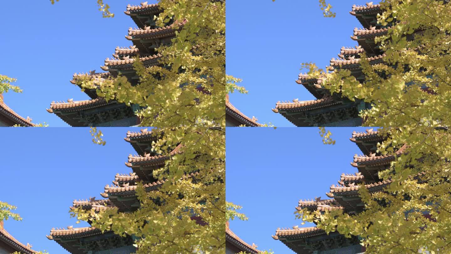 【原创】秋季蓝天下的故宫角楼银杏