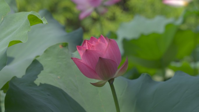 荷花 二十四节气 诗画江南