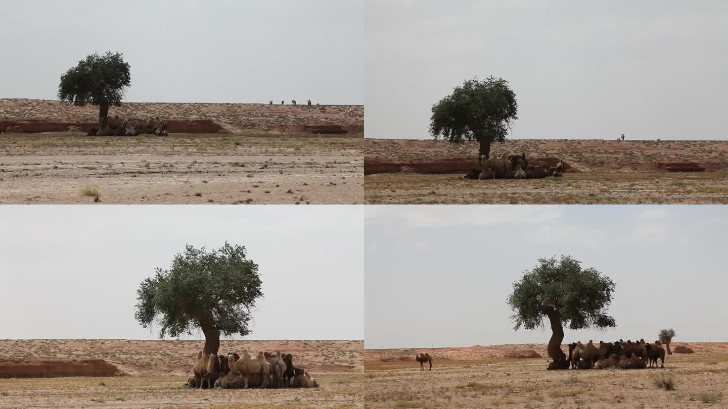 炎热的夏季在戈壁滩树下乘凉的骆驼