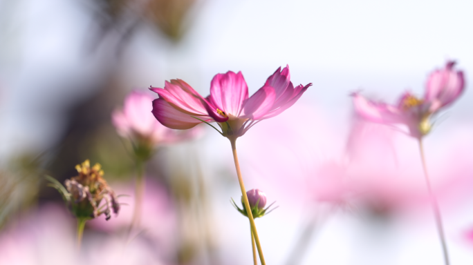 格桑花上采蜜的小蜜蜂