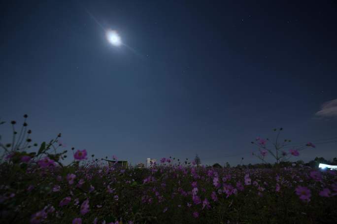 【6K】昆明花海星空露营延时