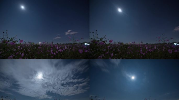 【6K】昆明花海星空露营延时