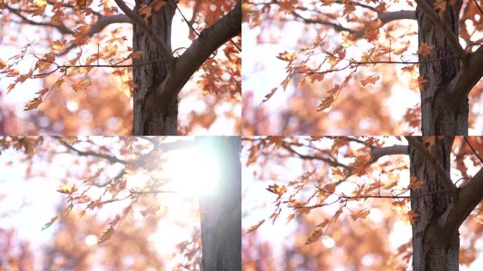 枫叶树干逆光光影洒下光晕