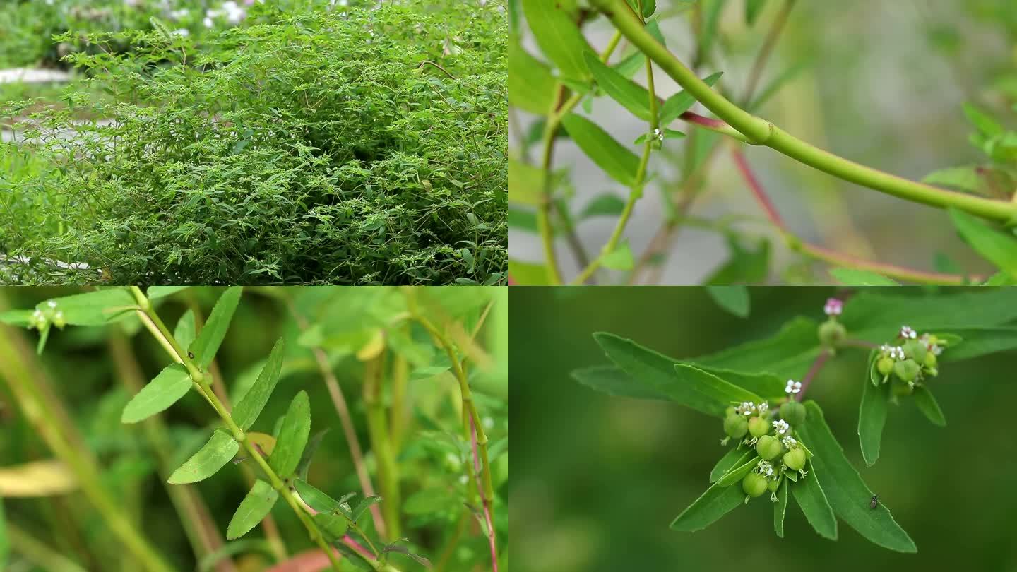 通奶草 白色花 果实 叶 茎 植株 生境