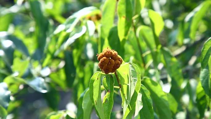 石岩枫  白岩枫 黄色蒴果 果实 植株