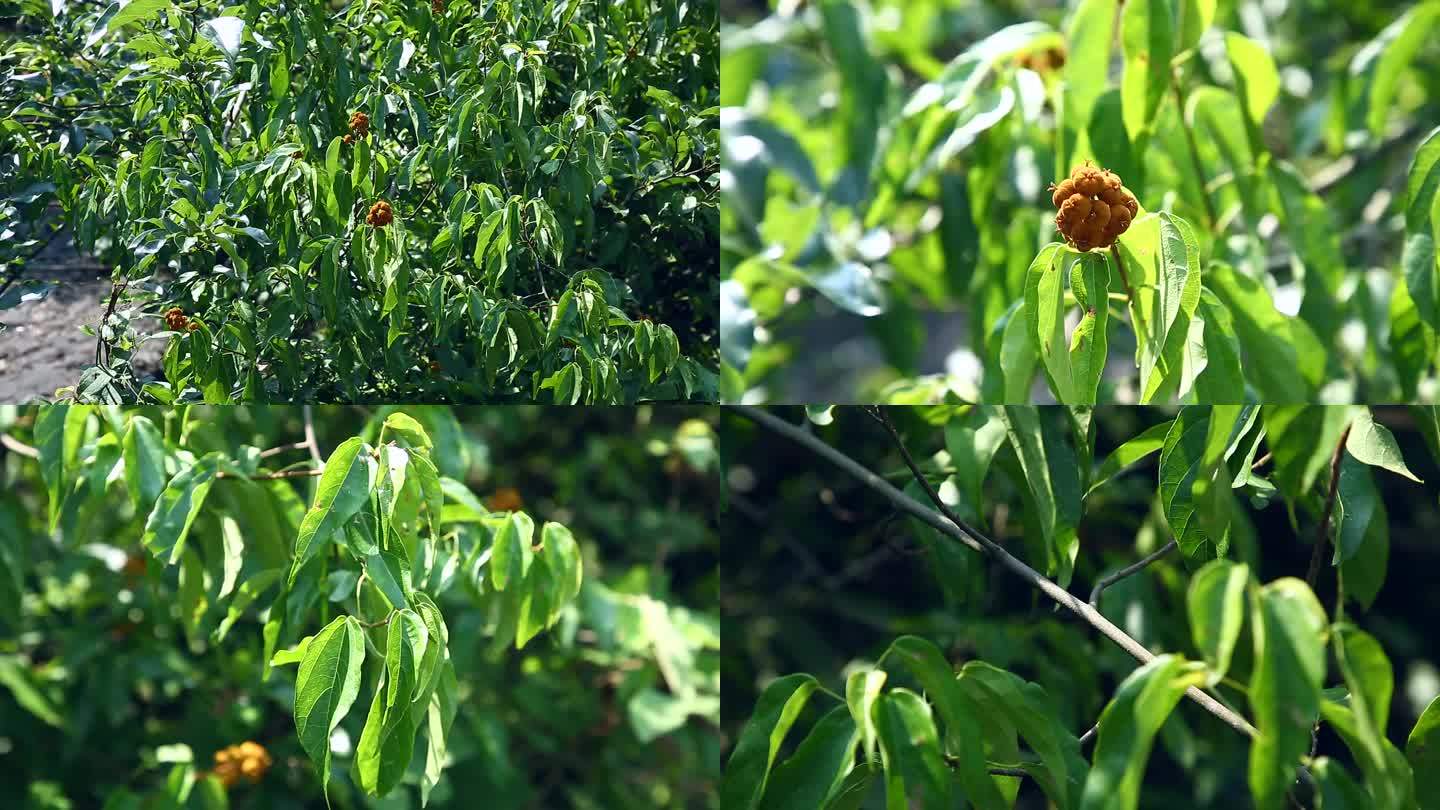 石岩枫  白岩枫 黄色蒴果 果实 植株