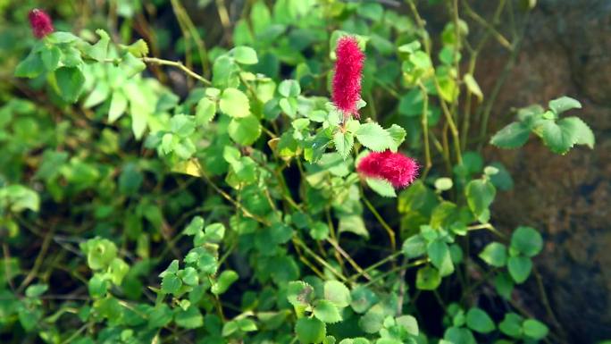 红穗铁苋菜 狗尾红 红色花序 植株 叶片