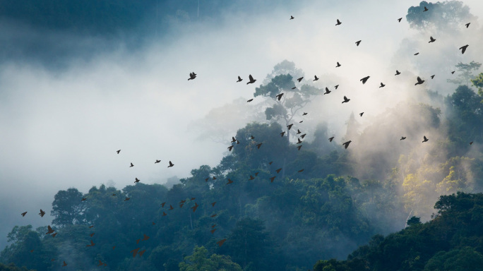 一群鸟受惊飞起