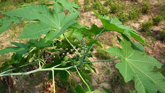 蓖麻 紫红色花 花序 果实  植株 叶片