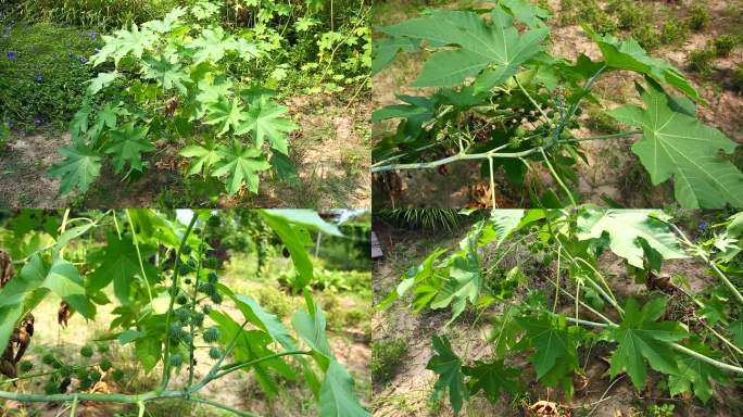 蓖麻 紫红色花 花序 果实  植株 叶片