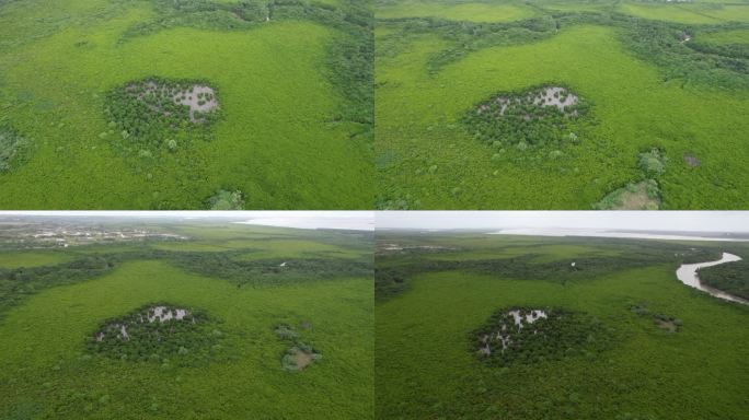 红树林湿地公园海南海口东寨港红树林