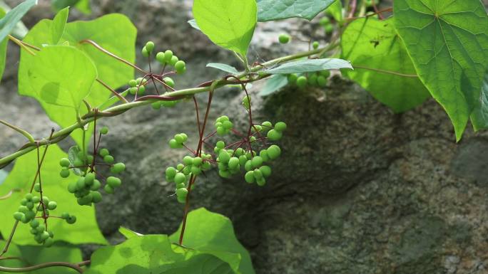 蝙蝠葛 果序 嫩果 绿果  叶 茎 植株