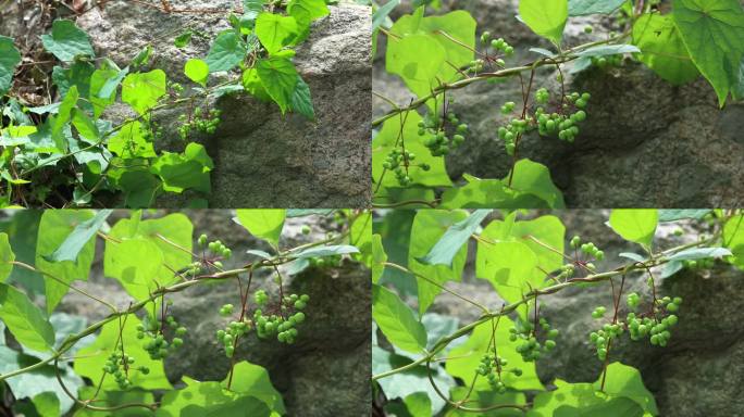 蝙蝠葛 果序 嫩果 绿果  叶 茎 植株