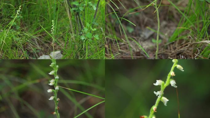 粉条儿菜 花序 花蕾 花  叶 茎 植株