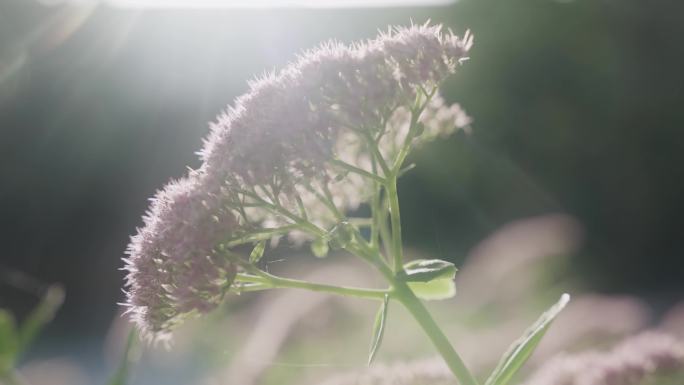 路边八宝花开4K50帧