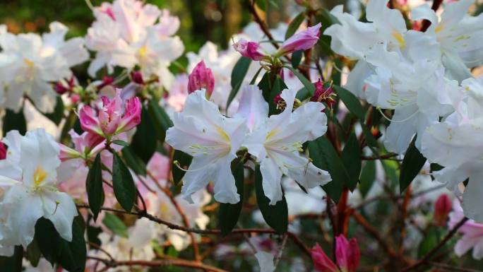 睫毛萼杜鹃 淡红花 白色花 叶 花蕊