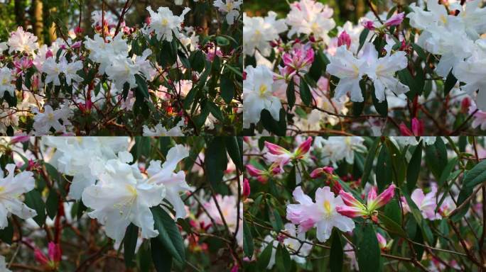 睫毛萼杜鹃 淡红花 白色花 叶 花蕊