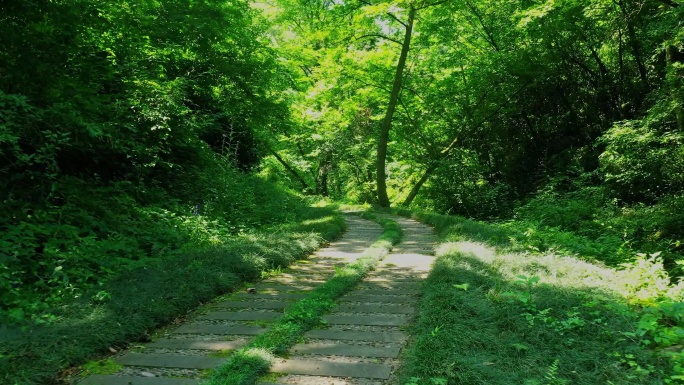 山里面的林荫小道阳光透下森林里面的石板路