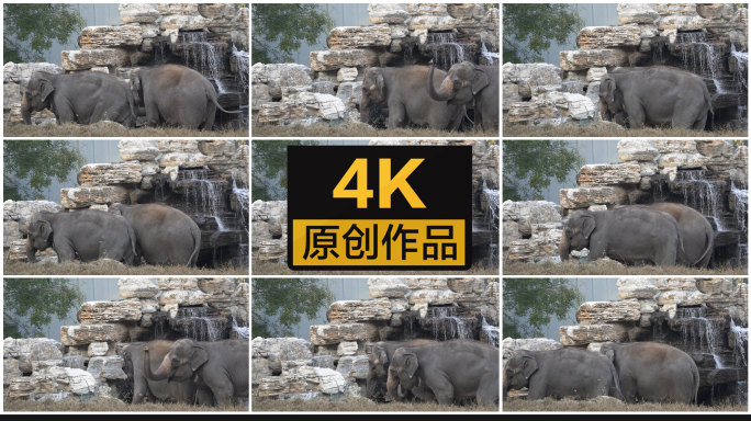 【4K】大象在相互玩耍