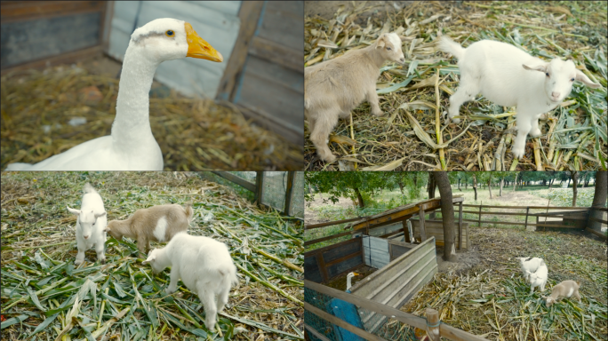 乡村农家养殖小羊和大鹅