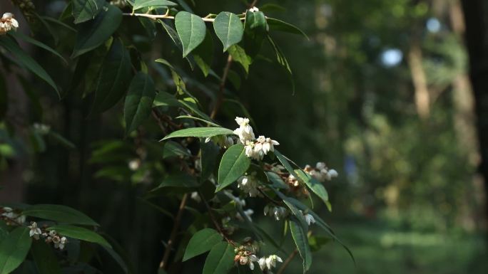 江南越桔  白花 叶 茎 植株 花期