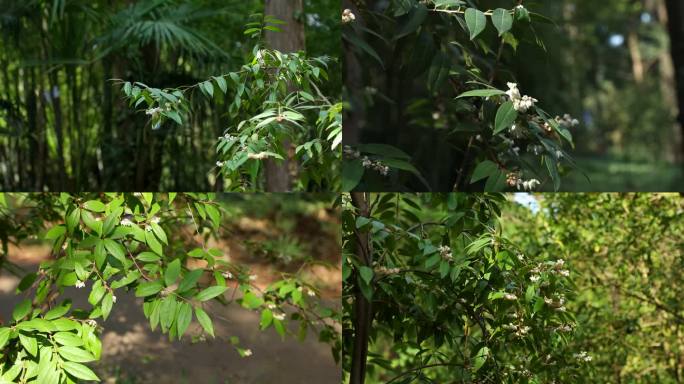 江南越桔  白花 叶 茎 植株 花期