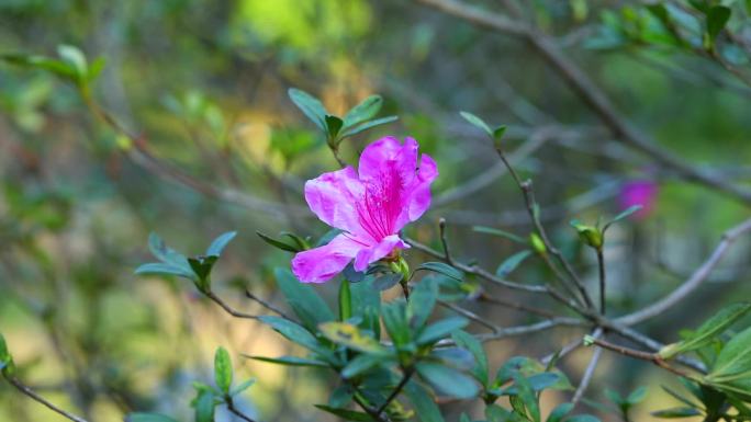 毛杜鹃  锦绣杜鹃 映山红 紫色花 花蕊