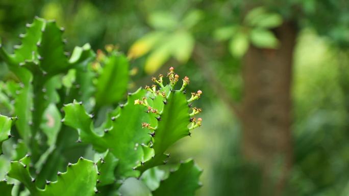 火殃勒  黄色花 橘色果实 植株 生境