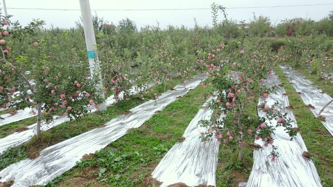 红富士苹果种植