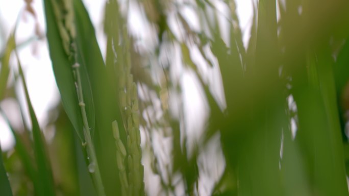 【4K原创】金黄稻田里的稻谷