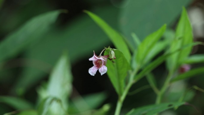 红雉凤仙花 花蕾 粉花 嫩果 绿果 植株