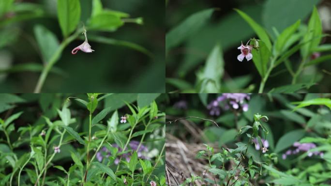 红雉凤仙花 花蕾 粉花 嫩果 绿果 植株