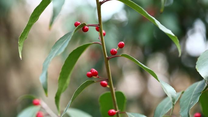 冬青 冻青 果序 红果 叶 植株 果期