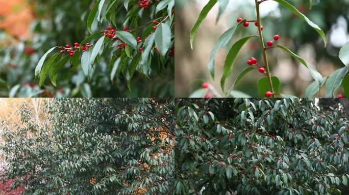 冬青 冻青 果序 红果 叶 植株 果期