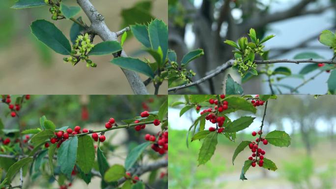 大叶冬青 波罗树 淡黄花 红果 叶 植株