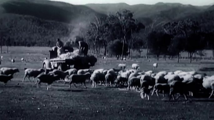 农场牧羊羊群畜牧业