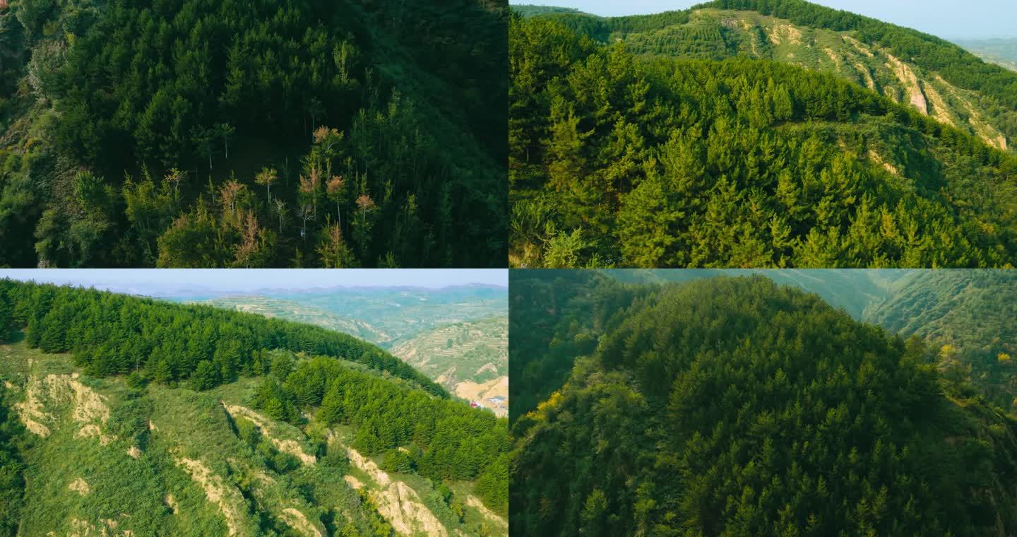 陕北高原植树造林绿色发展