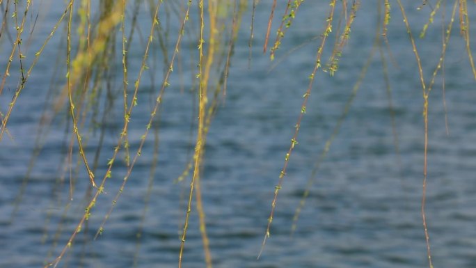 公园湖面上的垂柳枝