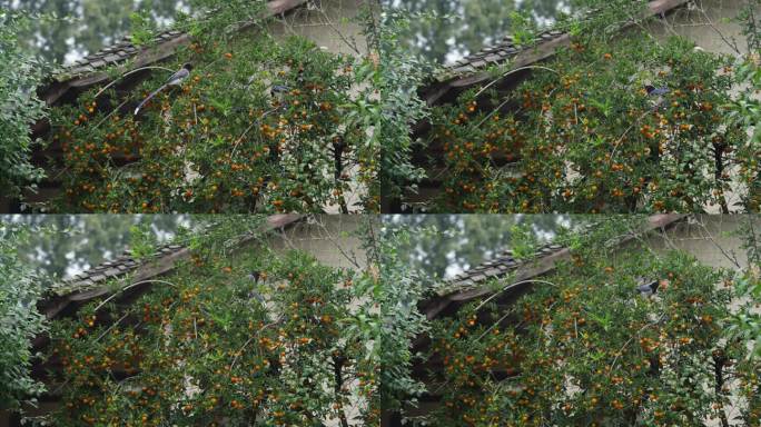 农村小院一群长尾巴鸟在树上采摘果实